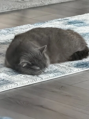 Pflege unsere schwangeren BKH