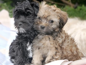 Wunderschön Süßer Bolonka Zwetna Welpen Rüde und Hündin mit Ahnentafel sucht ein liebevolles Zuhause