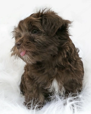 Bolonka Zwetna Welpen Rüde und Hündin mit Ahnentafel sucht ein liebevolles Zuhause