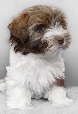 Bolonka Zwetna Welpen 