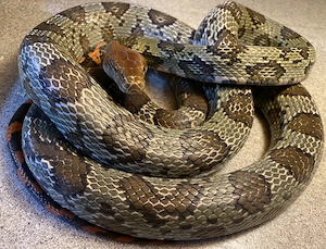 Blumennatter Männchen