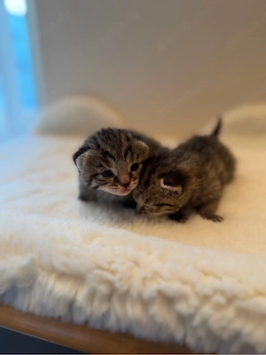 Vier süße BKH Mix Kitten suchen ein liebevolles Zuhause Bild 2