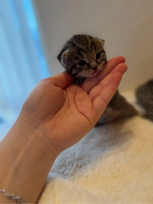 Vier süße BKH Mix Kitten suchen ein liebevolles Zuhause Bild 5