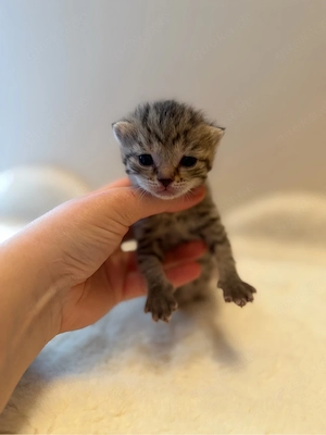 Vier süße BKH Mix Kitten suchen ein liebevolles Zuhause Bild 4