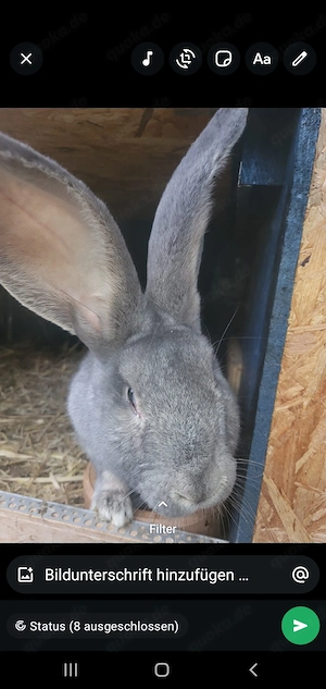 Deutscher riese Chinchilla 