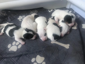 Reinrassige Jack Russel Terrier Welpen