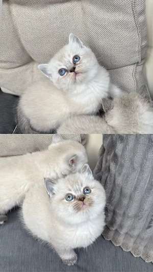 BKH - Britisch Kurzhaar Kitten - reinrassig