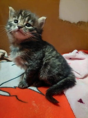 Bengal Main Coon kitten