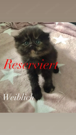 BKH Mix sucht Neues Zuhause 