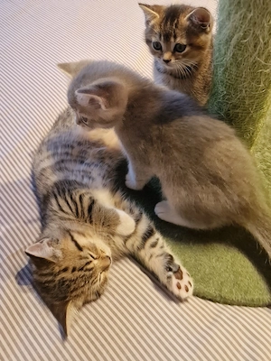 Britisch kurzhaar Kitten 