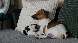 Jack Russell Terrier Welpen suchen ein liebevolles Zuhause ( 3 von uns suchen noch)  Bild 6