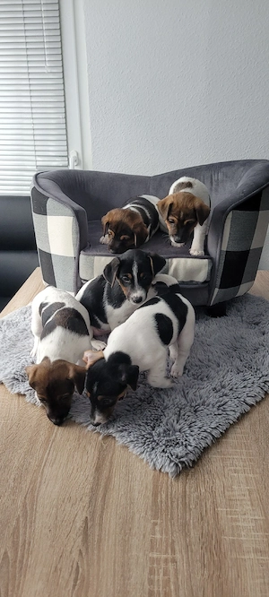 Jack Russell Terrier Welpen suchen ein liebevolles Zuhause ( 3 von uns suchen noch)  Bild 9