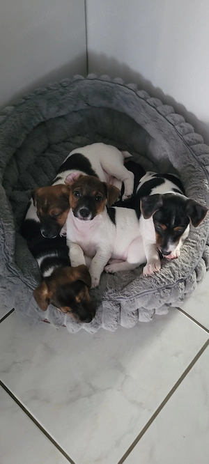 Jack Russell Terrier Welpen suchen ein liebevolles Zuhause ( 3 von uns suchen noch)  Bild 7