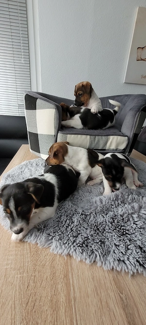 Jack Russell Terrier Welpen suchen ein liebevolles Zuhause ( 3 von uns suchen noch)  Bild 8