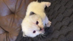 Stahlblaue Augen zum Verlieben - unsere Kitten sind bildhübsch 