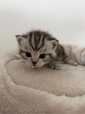 reinrassige BKH kittens suchen ein liebevolles zuhause