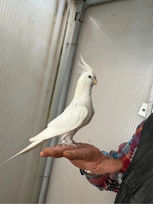 nymphensittiche mänlich handzahme