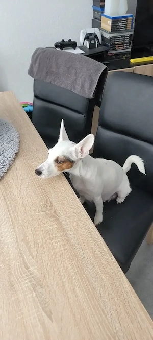 Jack Russell Terrier Welpen suchen ein liebevolles Zuhause ( 3 von uns suchen noch)  Bild 10