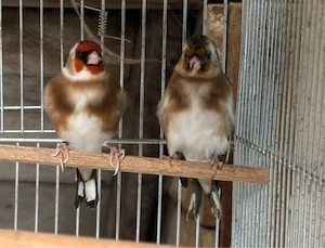 stieglitz parva khelfleke  