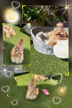 Exklusive Mini Maltipoo Welpen aus traumhafter Verpaarung kleiner, wunderschöner Eltern.