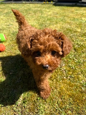 Toypudel zuverkaufen