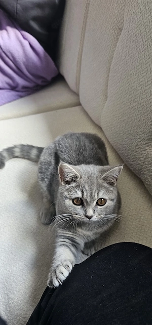 Beitisch Kurzhaar Katze