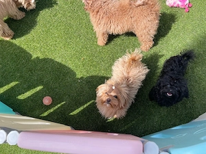  Mini Maltipoo Welpen    Bild 5