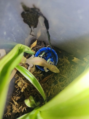 1.1 Dierogekko nehoueensis 