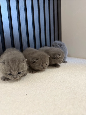 Reinrassig Bkh blue kitten
