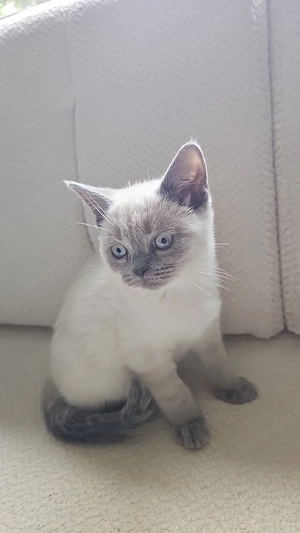 Britisch kurzhaar Junge