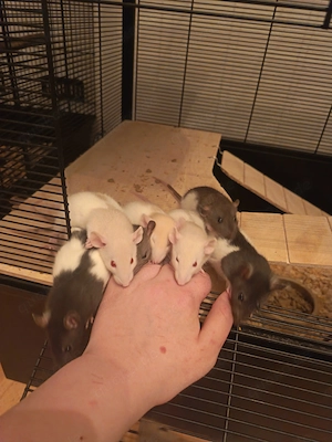 Babyfarbratten zu verkaufen 