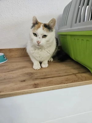 Minnie - eine zarte Katzenseele wünscht sich ein liebevolles Zuhause mit Freigang