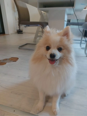 Kleinspitz rüde 10 monate 