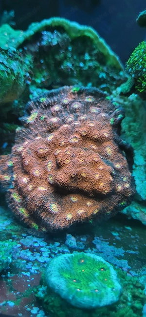 Chalice Pink Boobies LPS