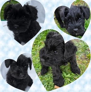 Zwergschnauzer schwarz 