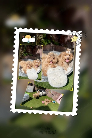 Exklusive Mini Maltipoo Welpen aus traumhafter Verpaarung kleiner, wunderschöner Eltern.