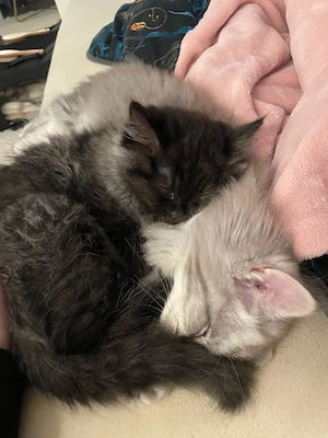 2 Sibirische Waldkatze Katze Bild 4