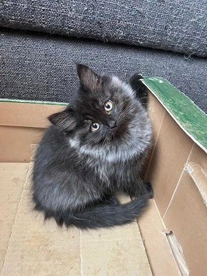 2 Sibirische Waldkatze Katze Bild 2