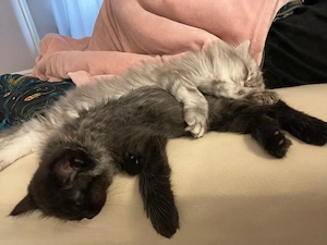 2 Sibirische Waldkatze Katze Bild 5