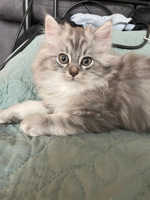 2 Sibirische Waldkatze Katze Bild 3