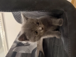 BKH - graue Babykatze Bild 3