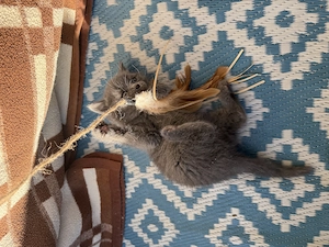 BKH - graue Babykatze Bild 4