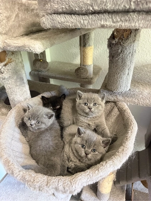 BKH Babykatzen