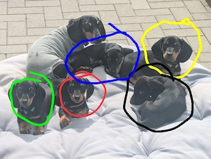 Dackelwelpen Kurzhaar