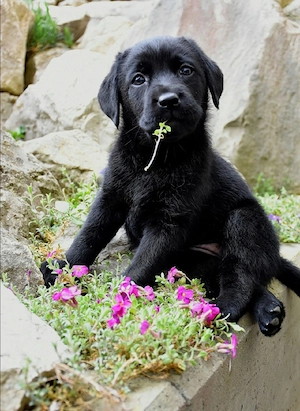 schwarze Hündin, Welpe mit Ahnentafel vom Züchter 