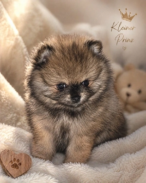 Zwergspitz Pomeranian Welpen  