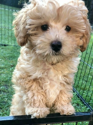 Details Hunderasse Podenco Altersgruppe Erwachsen