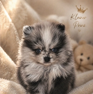 Zwergspitz Pomeranian Welpen