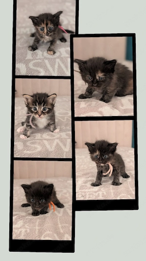 5 süße Ragdoll- Maine Coon Kitten suchen ein liebevolles Zuhause