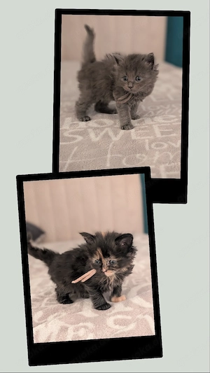 8 wunderschöne Maine Coon - BKH Mix Kitten suchen liebevolles Zuhause